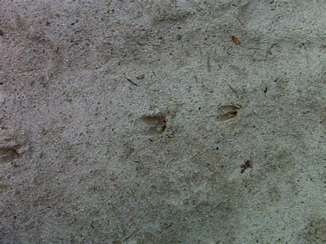 Whitetail Deer tracks | Flickr - Photo Sharing!