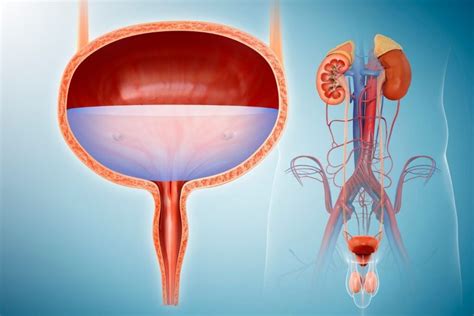 Irritable bowel syndrome and bladder problems