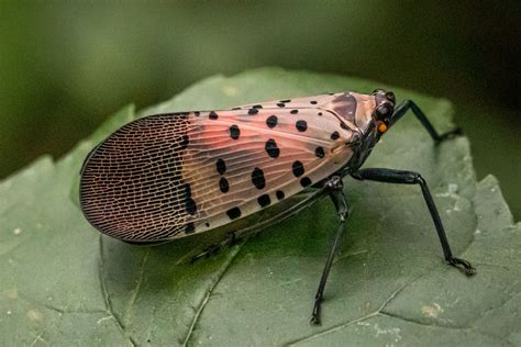 Spotted Lanternfly Identification And Control - TrendRadars