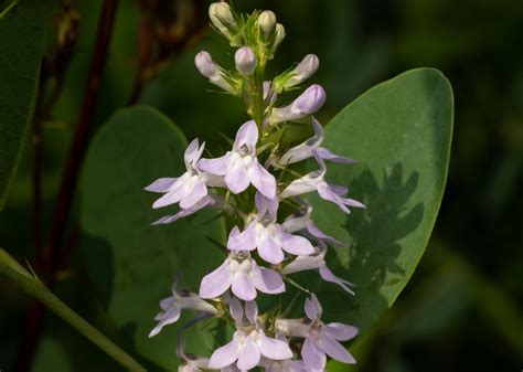 Macro Images - Some More: A few more from my walk-about taken with the Oly micro 4/3 with the ...