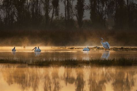 Getting Started With Photographing Urban Wildlife - Journal of Wildlife ...