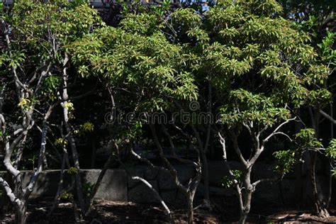 Japanese Andromeda ( Pieris Japonica ) Seeds and Buds. Ericaceae Evergreen Shrub Poisonous Plant ...