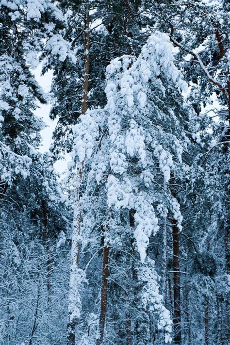 Snow Covered Pine Tree Forest in Nature during Snow Storm Stock Photo - Image of season ...