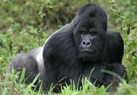 Silverback Gorillas - Strength, Height, Lifespan, Size and Bite Force