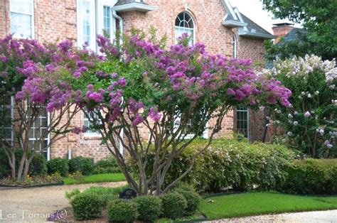 Zuni_Purple_Crape_Myrtle_Landscaping_Lee_Ann_Torrans-2 | Crape myrtle ...