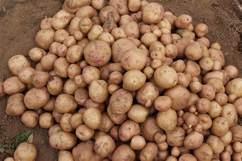 Late blight resistant potatoes in Uganda promise impressive returns ...