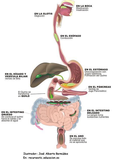 sistema digestivo - Currículum en línea. MINEDUC. Gobierno de Chile.