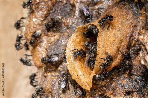 Stingless bees or trigona meliponini hive industry. A colony of ...