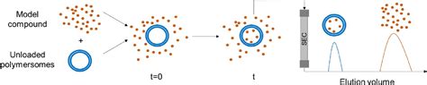 Figure 1 from Determination of Permeability Coefficients of Polymersomal Membranes for ...