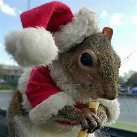 Christmas Squirrel! | Squirrel funny, Christmas squirrel, Squirrel pictures