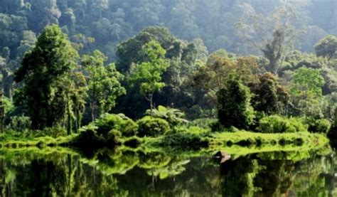 Hutan Hujan Tropis | Indonesian Forest