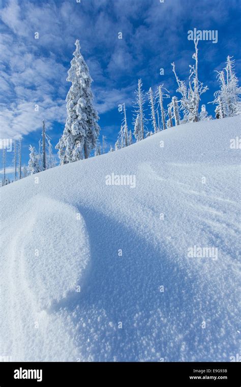 Bavarian Forest National Park Stock Photo - Alamy