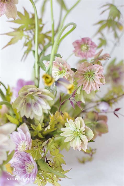 Hellebore flowers by Aesme Studio | Flower studio, Flower farm, Flower ...