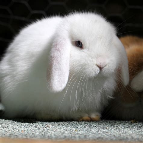 Holland Lop Rabbits For Sale | Pound Ridge, NY #276356