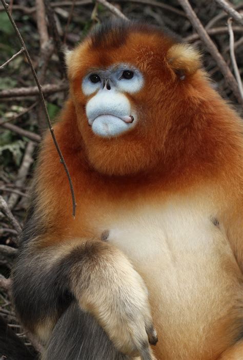 Golden Snub-nosed Monkey (Rhinopithecus roxellana) | Flickr