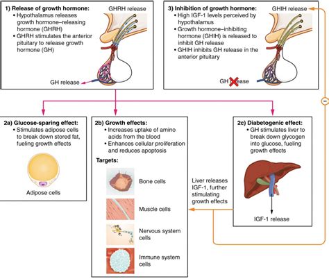 The Pituitary Gland and Hypothalamus | Anatomy and Physiology II