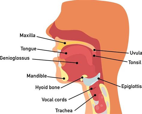 Throat anatomy vector 3204363 Vector Art at Vecteezy