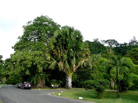 Dita bark - Botanical Gardens, Roseau (Dominica)