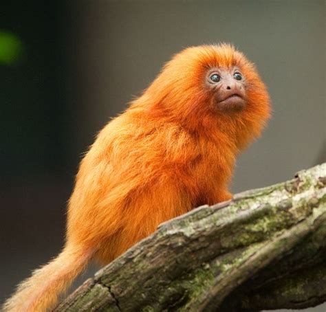 Golden Lion Tamarin Infant