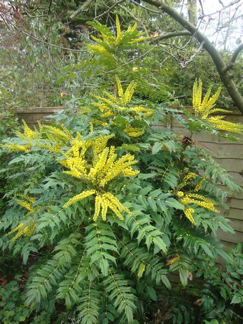 Mahonia | Shade plants, Evergreen plants, Landscaping around house