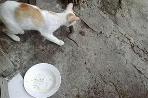 Bahaya dan Penyebab Kucing Makan Tikus - HoBinatang