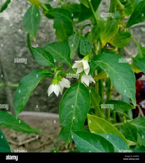 green chilli white flower or Capsicum frutescens plant leaves Stock ...