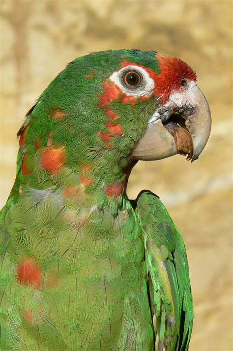 Giant south american aviary - Mitred conure - ZooChat