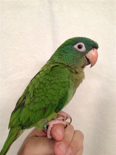 Blue Crown Conure #170209 for sale in Raleigh, , NC