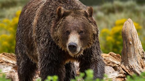 Fisherman Kills Grizzly Bear in Self-Defense Near Yellowstone | Outdoor Life