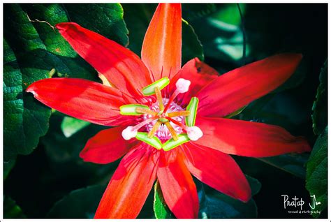 Crimson Passion Flower – Photography by Pratap J