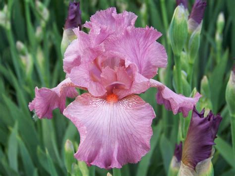 World of Irises: TALL BEARDED IRIS, MY FAVORITE PINKS, PART TWO