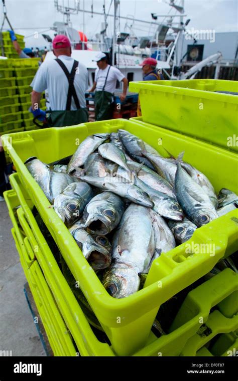 Atlantic horse mackerel, port of Santoña, Cantabrian Sea, Cantabria ...