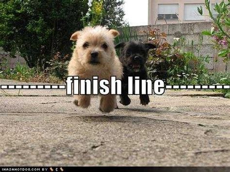 finish line | Reigning Cats & Dogs | Pinterest