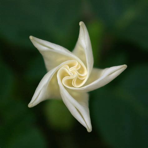 Moon Flower in the Morning - Pentax User Photo Gallery