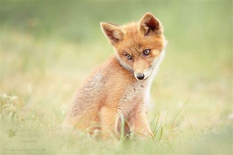 Who's Cute..? - Baby Red Fox by Roeselien Raimond - Photo 271741071 / 500px