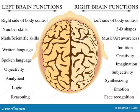 Brain hemisphere functions stock vector. Illustration of cerebellum ...