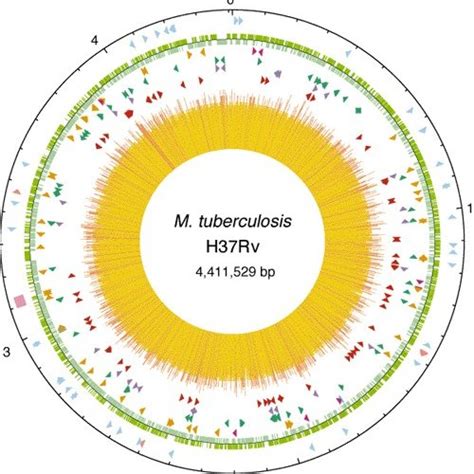 The MODS assay flowchart | Download Scientific Diagram