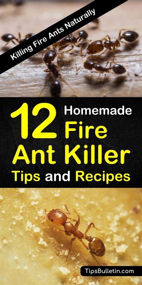 12 Do-It-Yourself Fire Ant Killer Recipes that Work | Recipe | Homemade ant killer, Ant killer ...