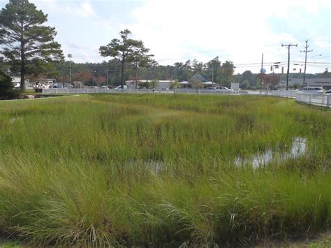 Innovative Stormwater Wetland | North Carolina Coastal Federation