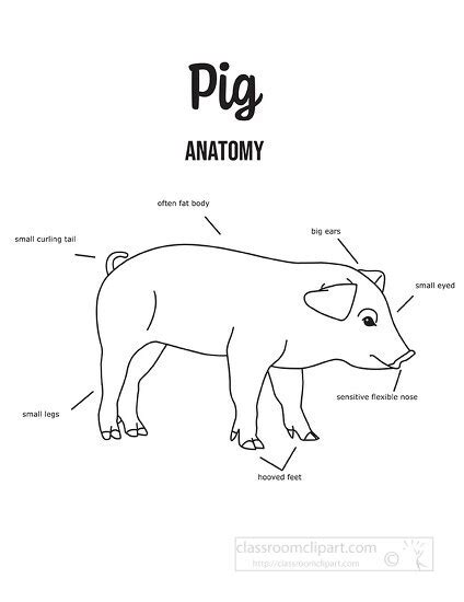 Pig Clipart-pig anatomy outline printout