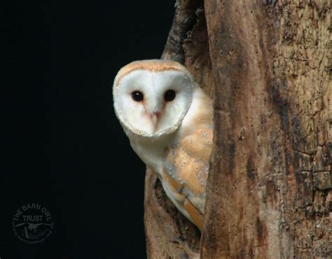 Free Owl wallpapers to download from The Barn Owl Trust