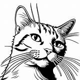 Realistic Cats whiskers coloring Page Lulu Pages sketch template