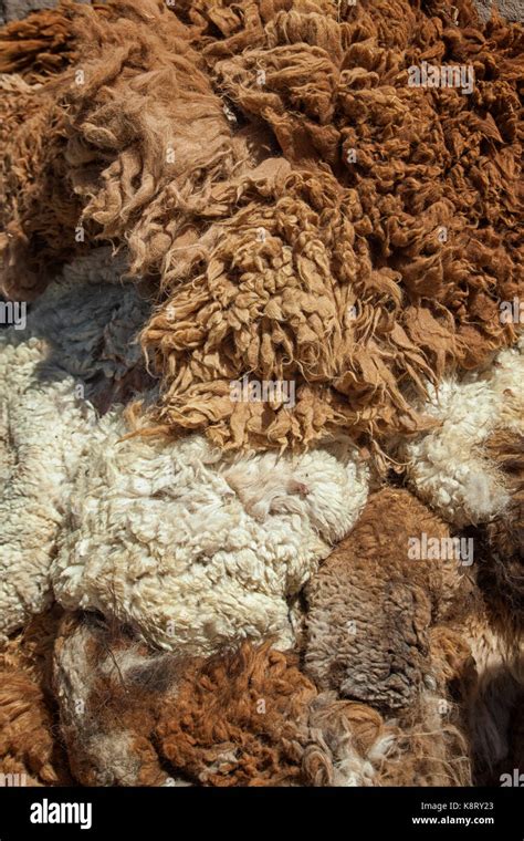 Llama (Lama glama). Fur texture Stock Photo - Alamy