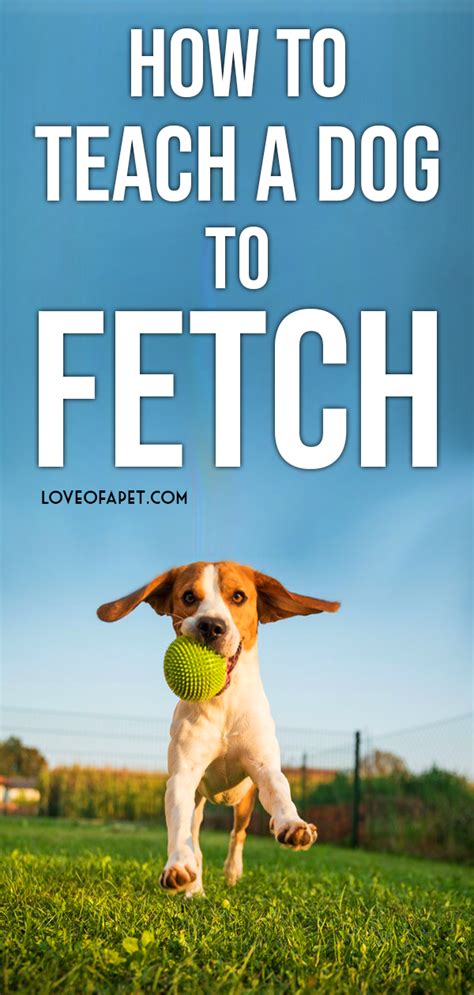 How to Teach a Dog to Fetch: 6 Steps - Love Of A Pet | Dogs, Dog training tips, Dog training