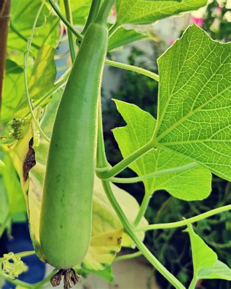 Bottle Gourd Plant