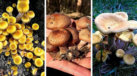 These honey mushrooms have 3 Poisonous Lookalikes 野生榛蘑三种 - YouTube