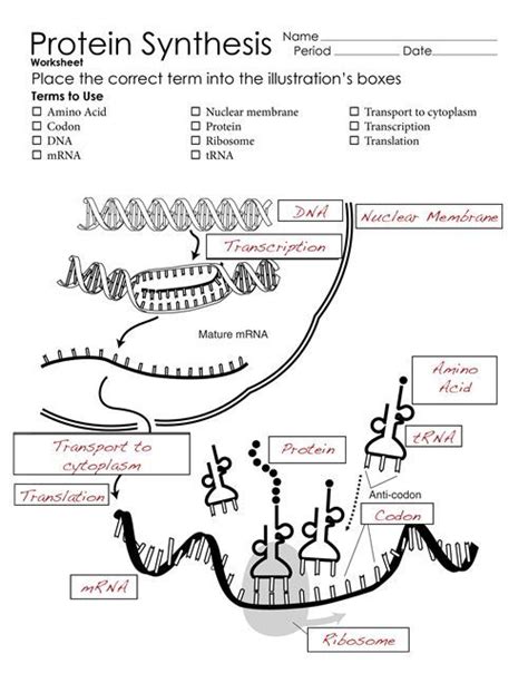 Protein Synthesis Diagram Worksheets