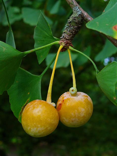 Bestel Ginkgo biloba – Japanse notenboom voordelig bij Plantenweelde