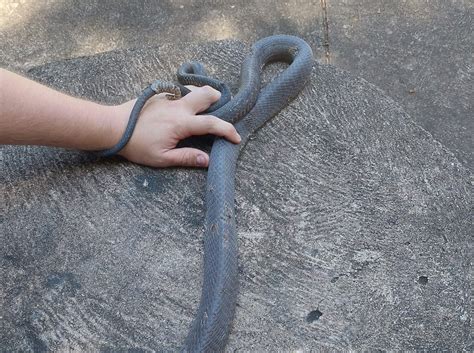 Snake Catcher Paralyzed, Struggled To Breathe After Two Black Mamba ...