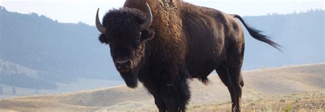 After 100 years, Canada returns bison herd to Montana tribes